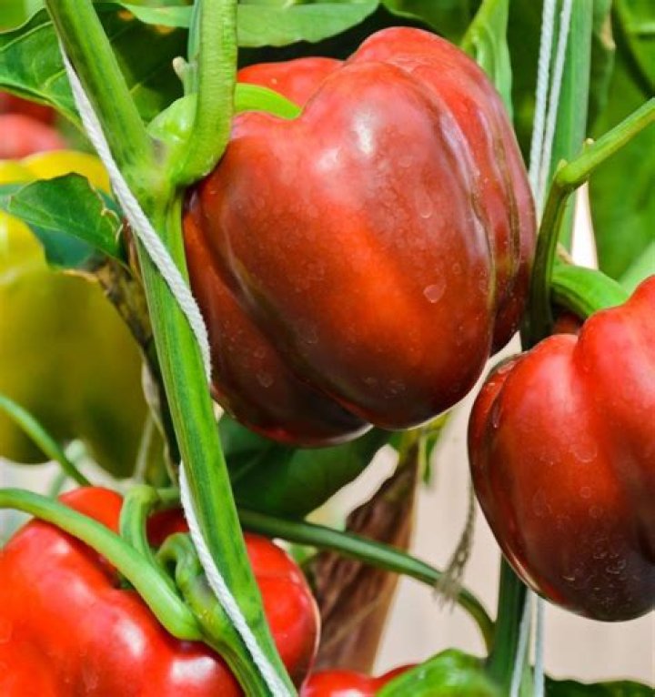 Everything You Need to Start Growing a Salsa Garden