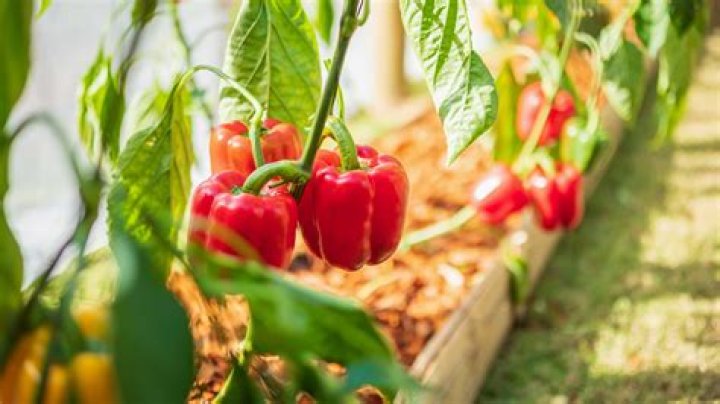How To Grow Bell Peppers in Your Garden