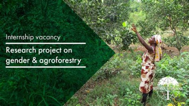 Remote Agroforestry Research Internship, Ghana