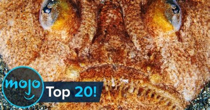 Top 10 Most Terrifying Real-Life Fish Ever