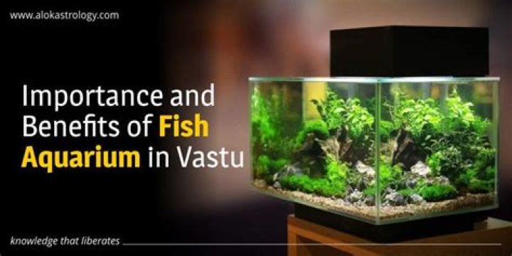 Vastu Fish: Know the importance of Fish and Aquariums in Vastu Shastra